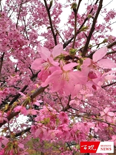 shangyu0310007_001_06_b.jpg shangyu0310007_001_06_b.jpg